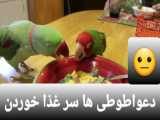 دعوا طوطی ها سر غذا خوردن