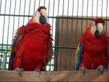 بزرگ ترین پرورشگاه طوطی های خاص در پاکستان عروس هلندی کاسکو کاکادو آرا کوتوله مل