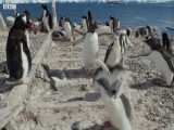 صحنه ای بسیار جالب و دیدنی از کشته شدن پنگوئن های جوان توسط پنگوئن های نر دیگر