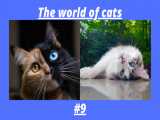 گربه : گربه های بامزه و زیبا / قسمت 9 / لطفا عضو کانال ما شوید .