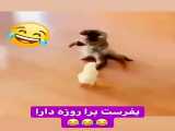 روزه دارا دستا بالا