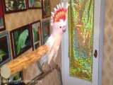 زیباترین طوطی دنیا نیبینی ضرر کردی کاکادو ماژور میشل رقاص و اکروبات باز، کاسکو ک