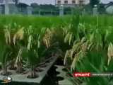 کاشت برنج روی آب