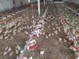 آموزش کوتاهی از پرورش مرغ گوشتی در سالن بزرگ