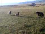 قدرت نمایی قوچ های گله گوسفندای روستامون واسه گوسفند ماده... خخخخ فروردین1400