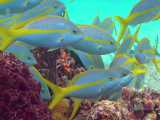 آکواریوم صخره های مرجانی | ماهی های اقیانوس آبی | انواع ماهی ها