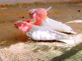 زیباترین طوطی دنیا کاکادو ماژور میشل کمیاب و گران نبینی ضرر کردی. کاسکو عروس هلن