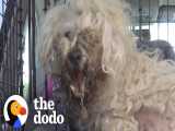 نجات یک سگ بیمار و کثیف خیابانی | دودو (قسمت 220)