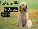 لطفا من رو نزن !  پیام سگ ها به انسان ها