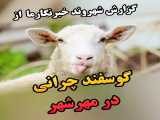 گوسفند چرانی در مهرشهر تا  چالش دامداران