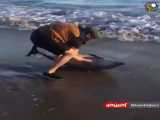 نجات بچه دلفین در ساحل