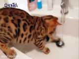 گربه‌ای عاشق آب با ثروتی 11 میلیارد تومانی