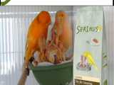 بهترین خوراک تخم مرغی قناری - سرینوس اسپانیا - Serinus