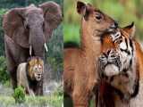 بهترین و عجیب ترین دوستی در بین حیوانات در طبیعت