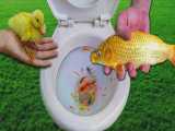 ماهی کوی ماهی قرمز - اردک  لاک پشت و قورباغه در توالت فرنگی
