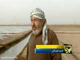 بازگشت هشت هزار کشاورز به خوزستان و ایلام