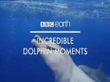 صحنه های بسیار جالب و هیجان انگیز از نحوه شکار کردن دلفین ها در اقیانوس