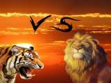 شیر VS ببر