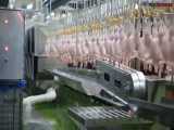 Modern Ultra Chicken Meat Processing Factory  کشتارگاه مرغ 