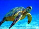 لاکپشت دریایی - دنیای لاک پشت ها