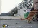کلیپ سگها حیوانات با وفا/حیوانات خانگی