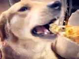 سگ پیتزا خور دیده بودید؟