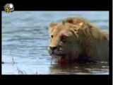فیلمی از شکار دسته جمعی بوفالو عظیم الجسته توسط شیرها