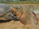 شکار ماهی بزرگ - صید ماهی - شکار سنتی