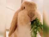 سبزیجات خوردن خرگوش کوچولو