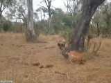 صحنه های بسیار جالب و دیدنی از شکار انواع حیوانات توسط سگ های وحشی آفریقایی