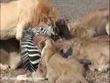شکار گورخر توسط شیر.حیوانات وحشی جنگی
