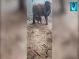 تولد اولین فیل در ایران/جنسیت فیل دختر است
