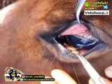 خارج کردن جسم خارجی از چشم اسب
