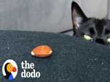 گربه ای که اسباب بازیش یک دونه بادوم درختیه | دودو (قسمت 242)