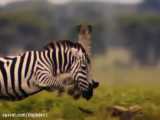 مستند شکار توسط حیوانات درنده افریقا