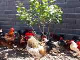 کلیپی فوق العاده زیبا از مرغ و خروس های محلی مون تو روستا... فروردین1400