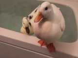 شنا کردن اردک های بامزه در وان حمام