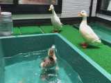 شنا کردن اردک های نر و ماده در استخر