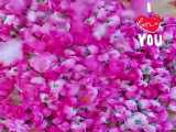فروش گل محمدی بدون دستگاه گالری سویندا