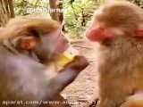 غذا  خوردن میمون ها