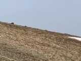 ویدیو / مشاهده ۳ قلاده  خرس‌ قهوه‌ای  در ارتفاعات دارآباد تهران 