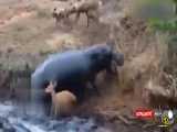 نجات یافتن آهو از چنگال شغال‌ها توسط اسب آبی