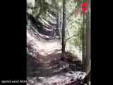 فیلم تعقیب کوهنورد توسط شیر کوهی وحشی
