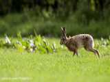 فوتیج حرکت آهسته دویدن خرگوش Rabbit jogging footage