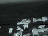 شکار گرگ هایی که به گله گاوها در شب حمله کردن با دوربین دید درشب