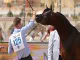 اسب زیبای نژاد عرب مروادی دل مار