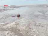 مرگ فُک خزری در سواحل   چارقلی  استان گلستان