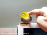 پرنده زیبا وکوچک ترین پرنده جهان