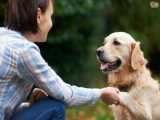 تربیت و آموزش سگ|تربیت سگ|اموزش اهلی کردن سگ(نحوه دستور دادن به سگ)