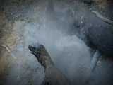 صحنه های بسیار جالب از شکار وحشیانه انواع حیوانات توسط اژدهای کومودو